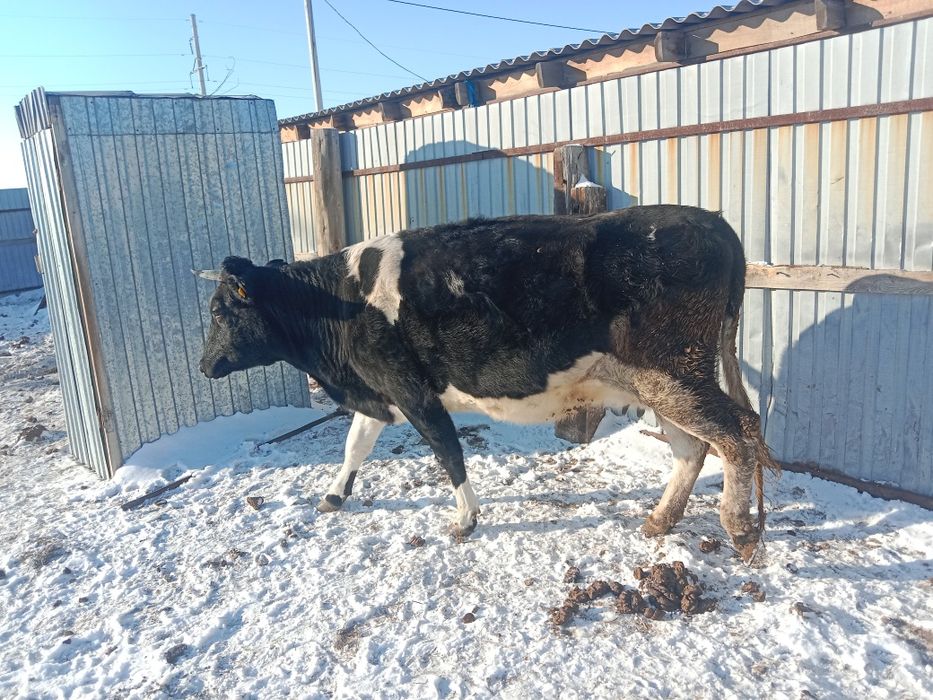 Продам коров молочных пород