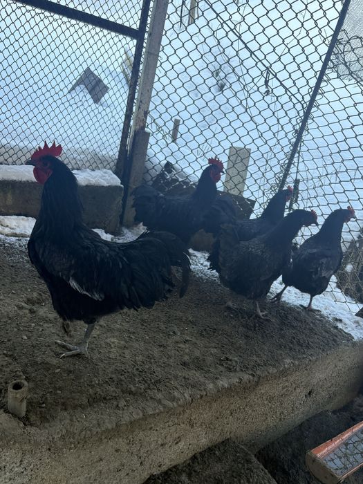 Vand cocosi australorp