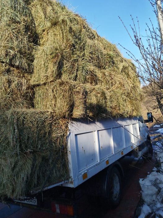 Baloti de fan 20 lei bucata