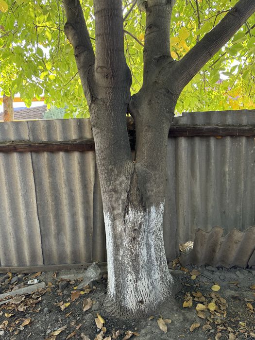 Дерево ореха на распил