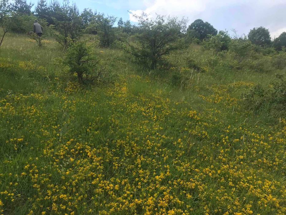 Продава се Земеделски имот в с. Боснек, Област Перник -  кв.м за 2000 €/дка - Снимка #1