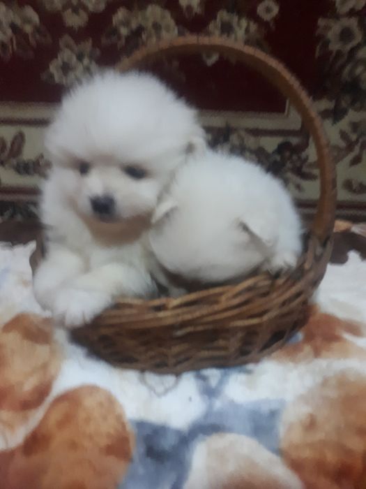 Щенки шпица миниатюрного