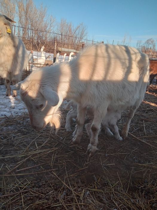 Продам зааненскую козу