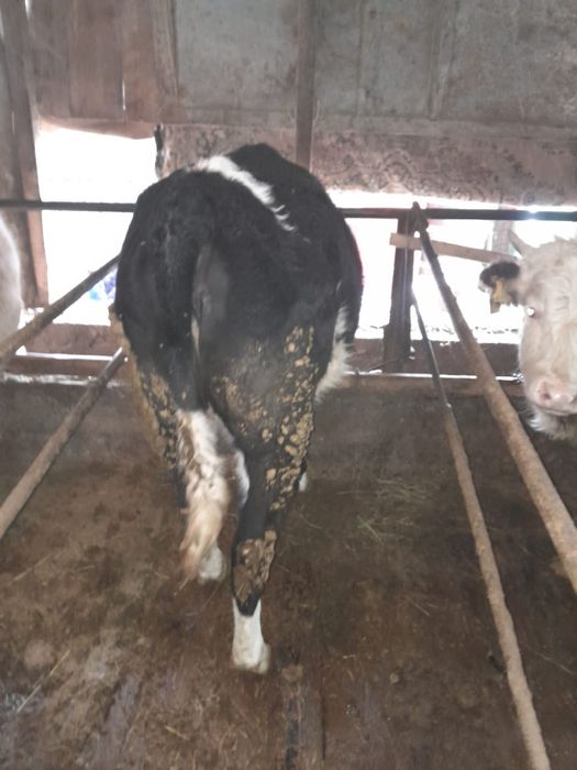 Продаётся  мясной