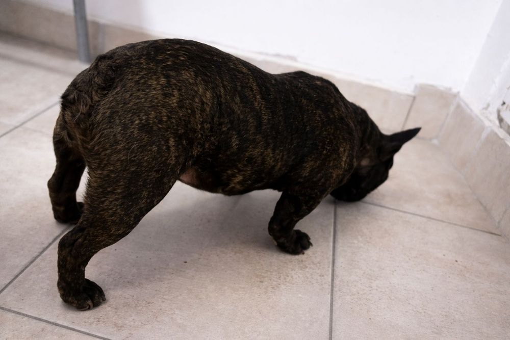 Cadoul perfect Valentine's Day