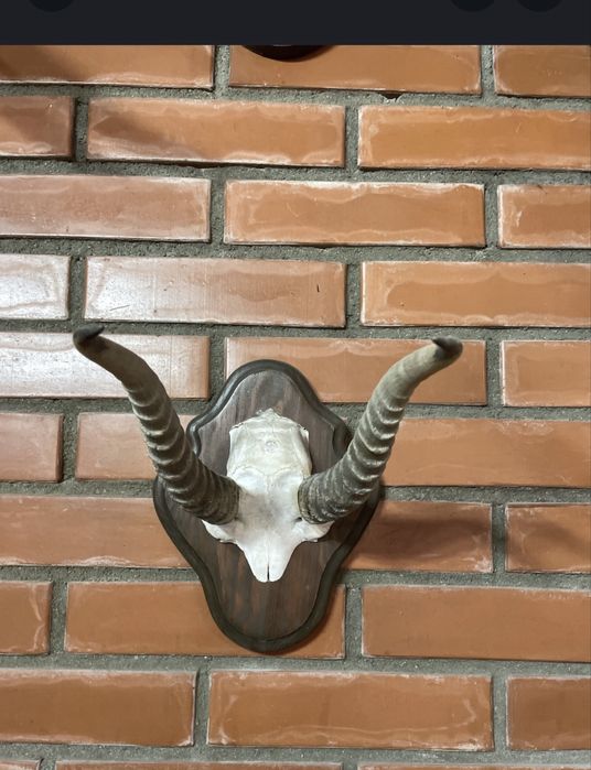 Продам декоративные рога