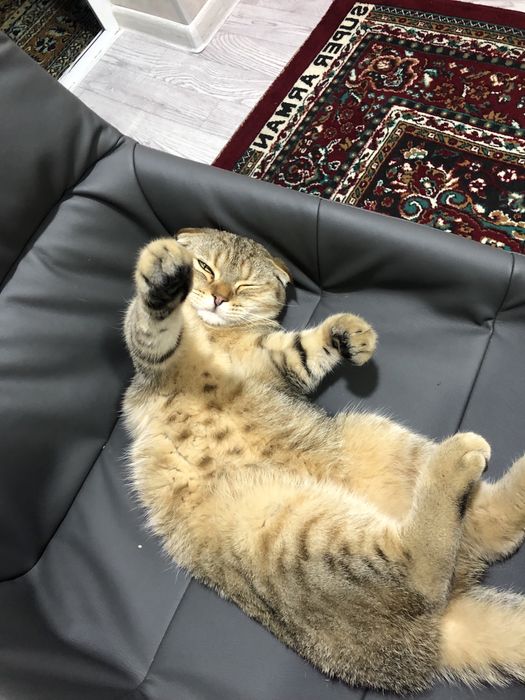 Mushuk sotiladi zotli