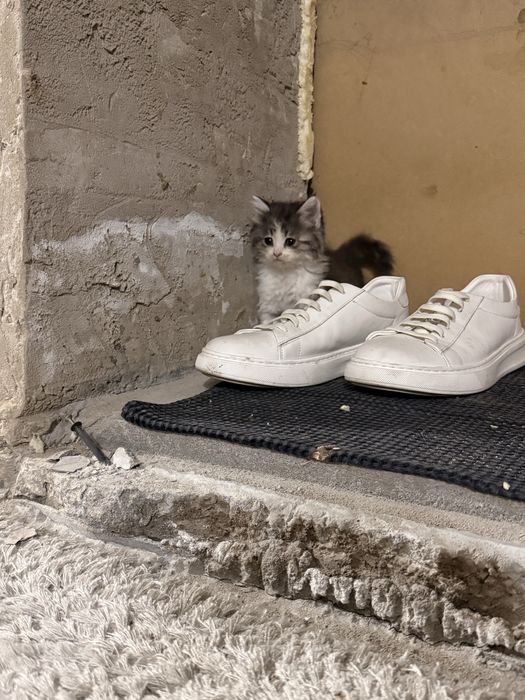 Котята, отдам даром