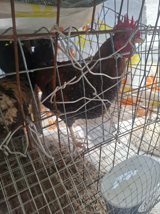 Продаются 8 петухов