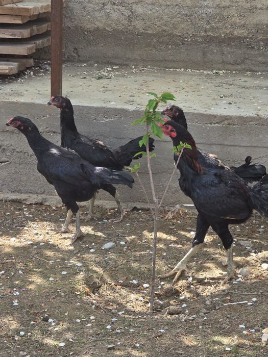 Дакан таук сатылады