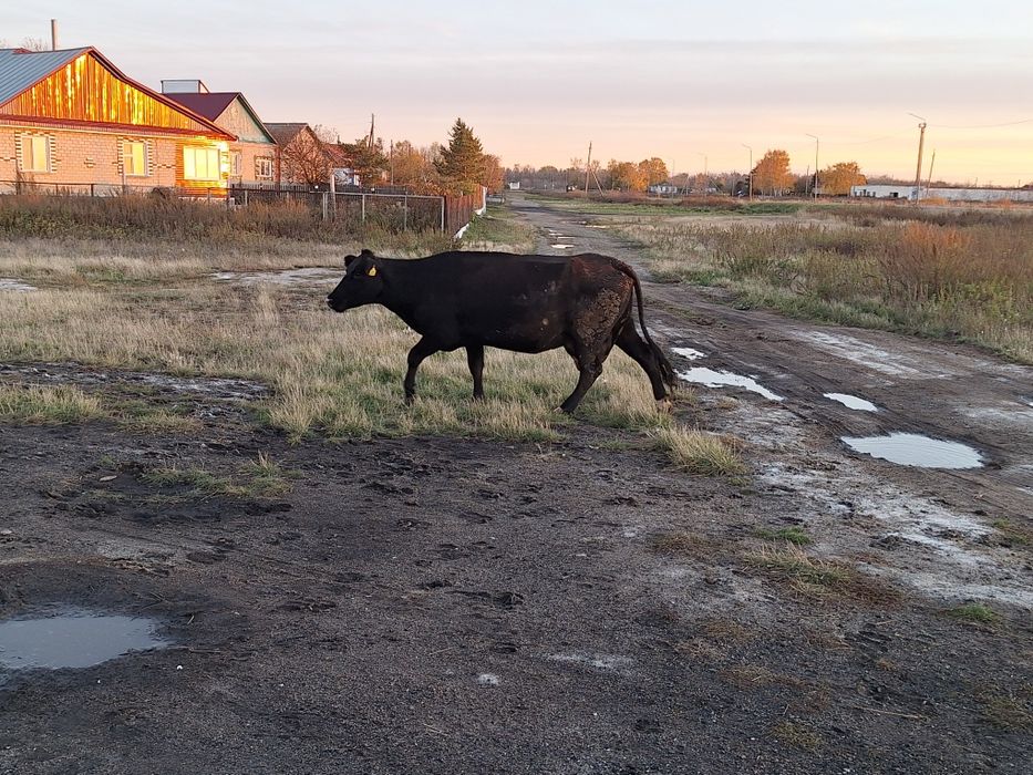 Продам корову.        .