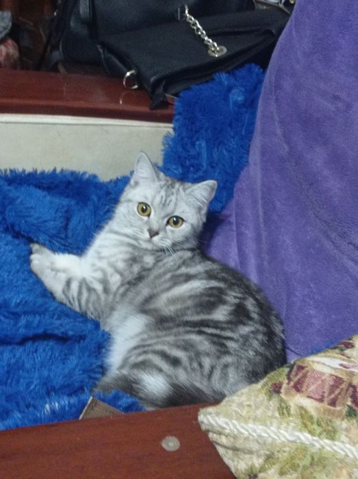 Пропала кошка. Верхняя часть города