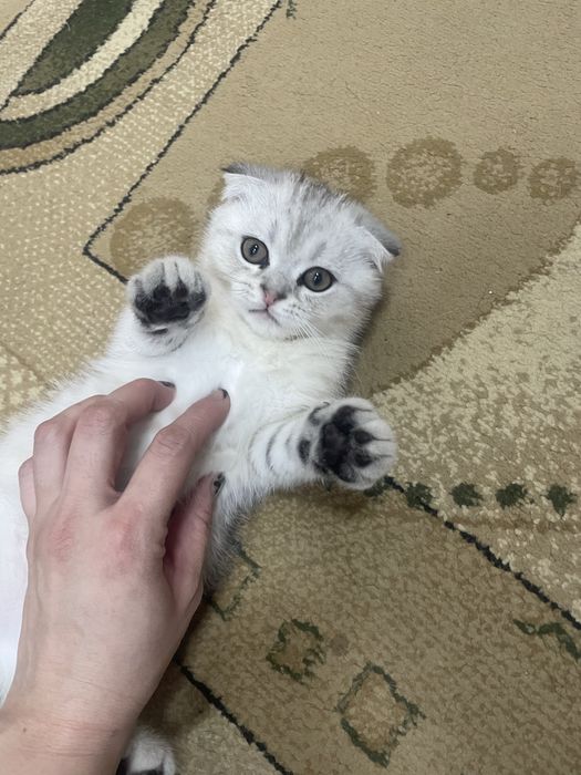 Сотилади мушукча угил бола фолд