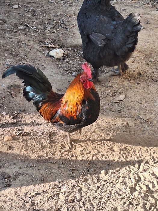 Былтырғы әтеш сатылады