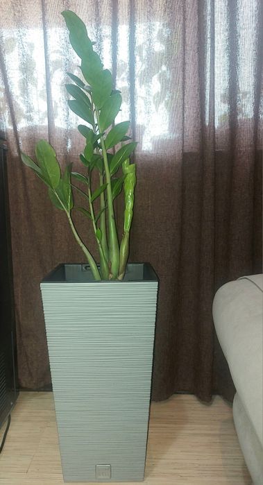 Долларовое дерево-замиакулькас.