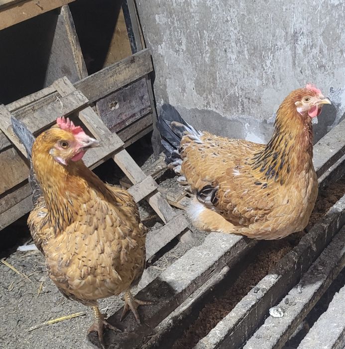 Домашние куры и петушки