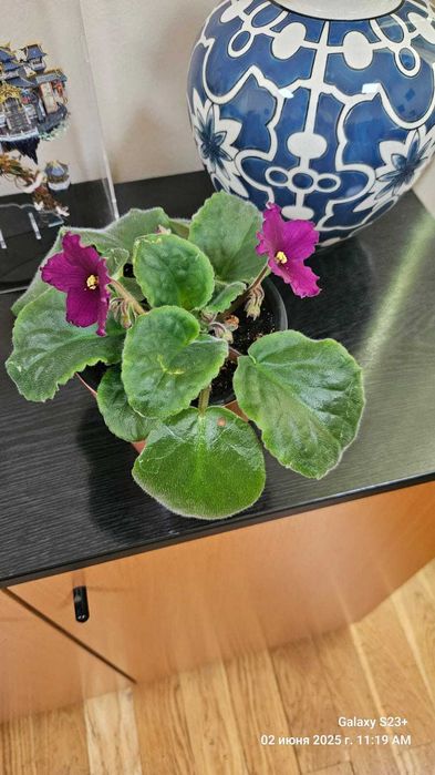 В продаже цветущие ФИАЛКИ