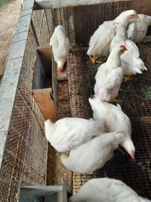 Продам бролерных курей
