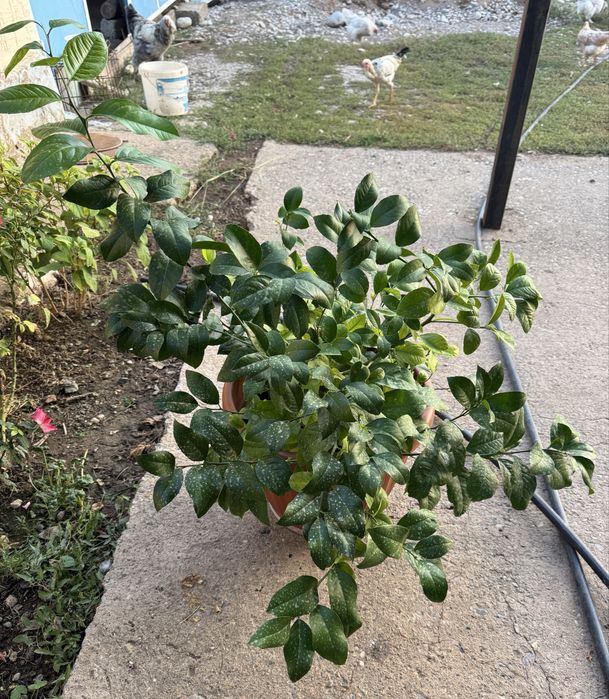 Лимонное дерево домашнее