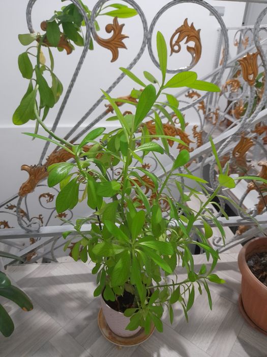 Уй гули сатылады багасы 3000тг