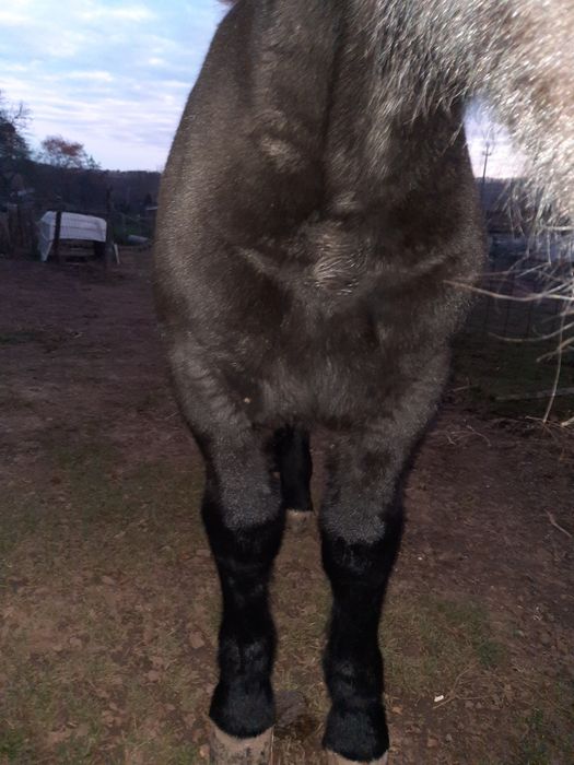 Vând mânz de 3 luni