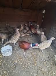 Vand fazani  salbatic