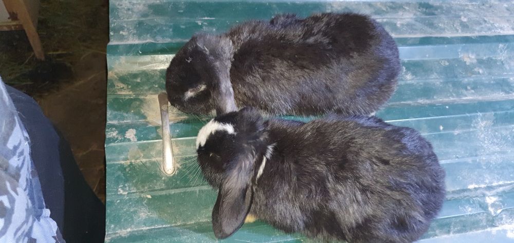 Karlik baran/ карликовые кролики