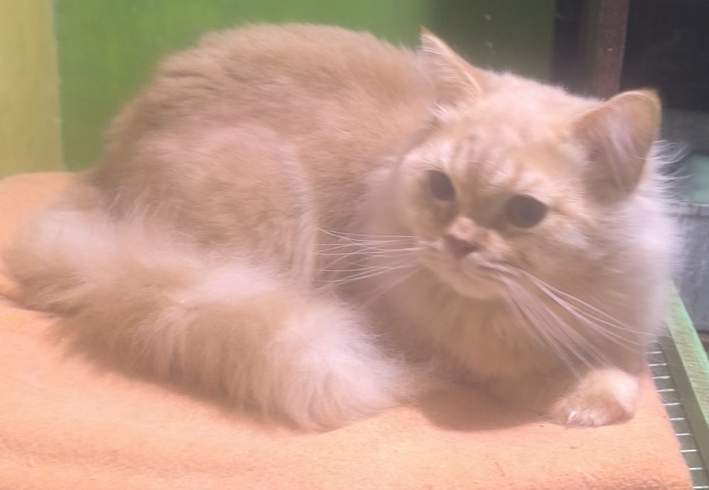 Котята Ищем хорошие руки для породистых котиков.