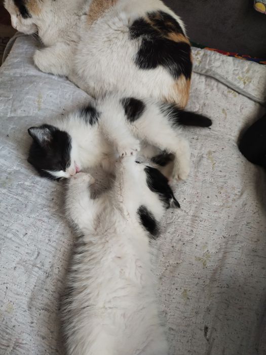 О дам котят бесплатно