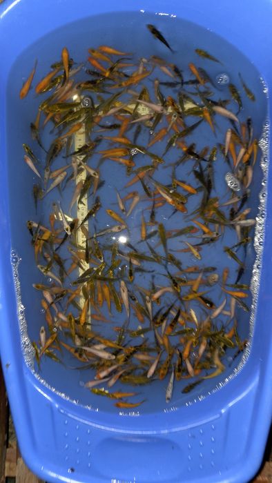 Crap koi puiet 4-10cm