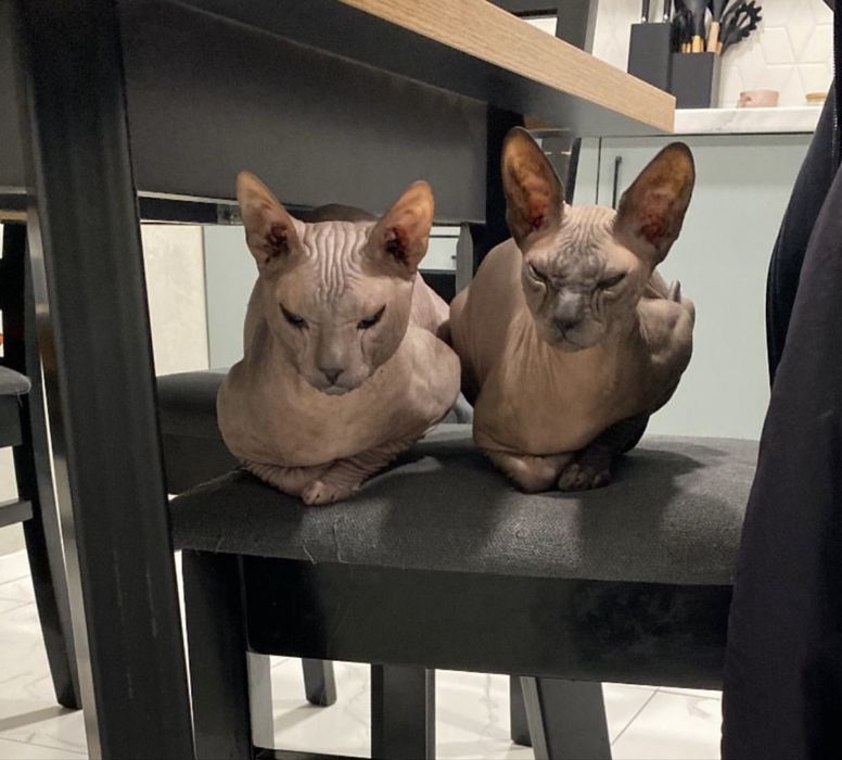 Отдам сфинксов в любящие руки