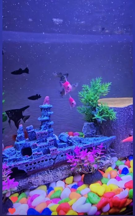 Аквариум 25литр балыктарымен