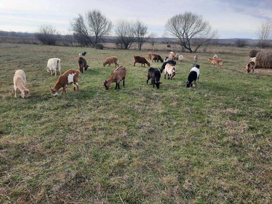 Vând capre Anglo-Nubiană! Cadou o remorcă de fân!