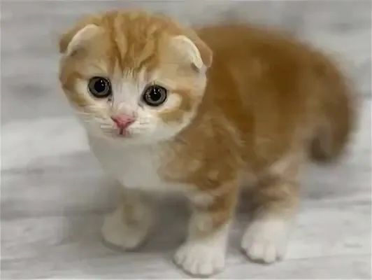 Вислоухие-Прямоухие Котятки