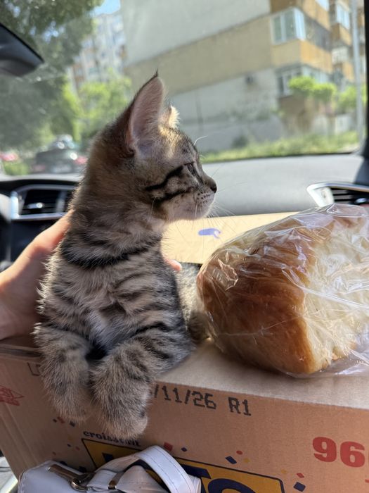 Коте подарявам котка