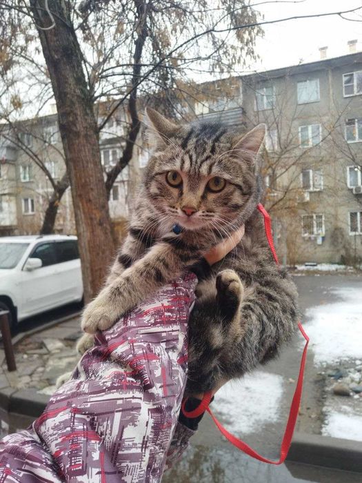 Котенок в добрые руки
