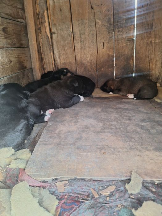 Отдам щенком в хорошие руки