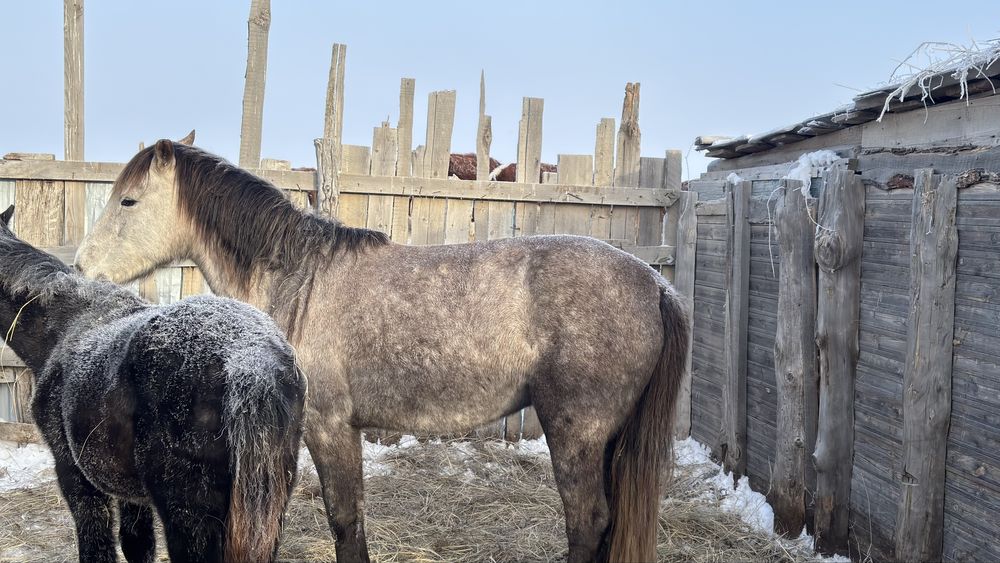 Осы бие сатылады бойдақ