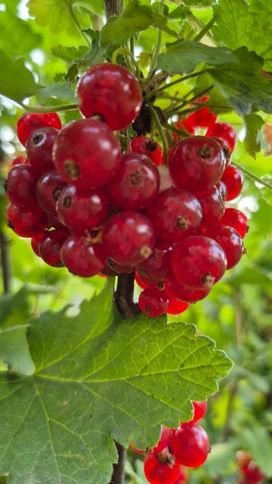 Дача 19 километр