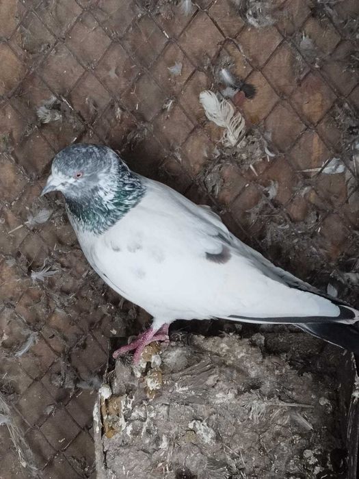 Пакистанский голубь