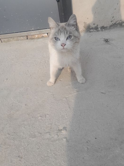 Отдам котёнка в хорошие руки