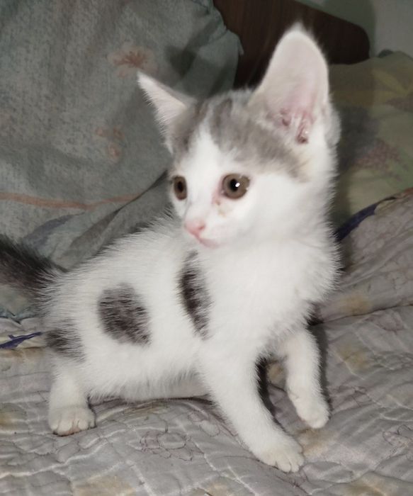 котята в добрые руки!