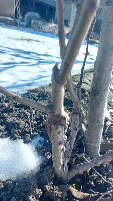 iskana payvandlash Искана пайванд килиш хизмати 15000 минг
Урик, нок,о