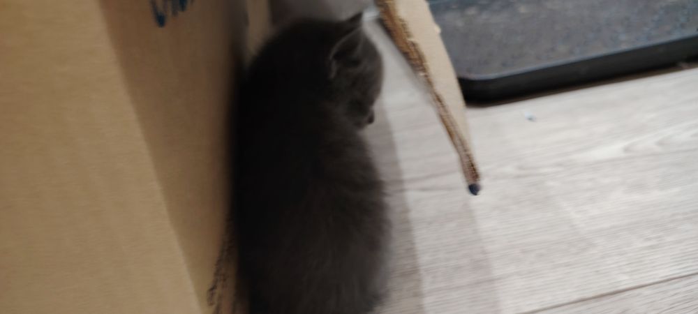 Отдаю котят бесплатно