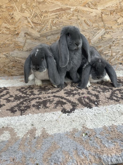 Iepuri berbec german