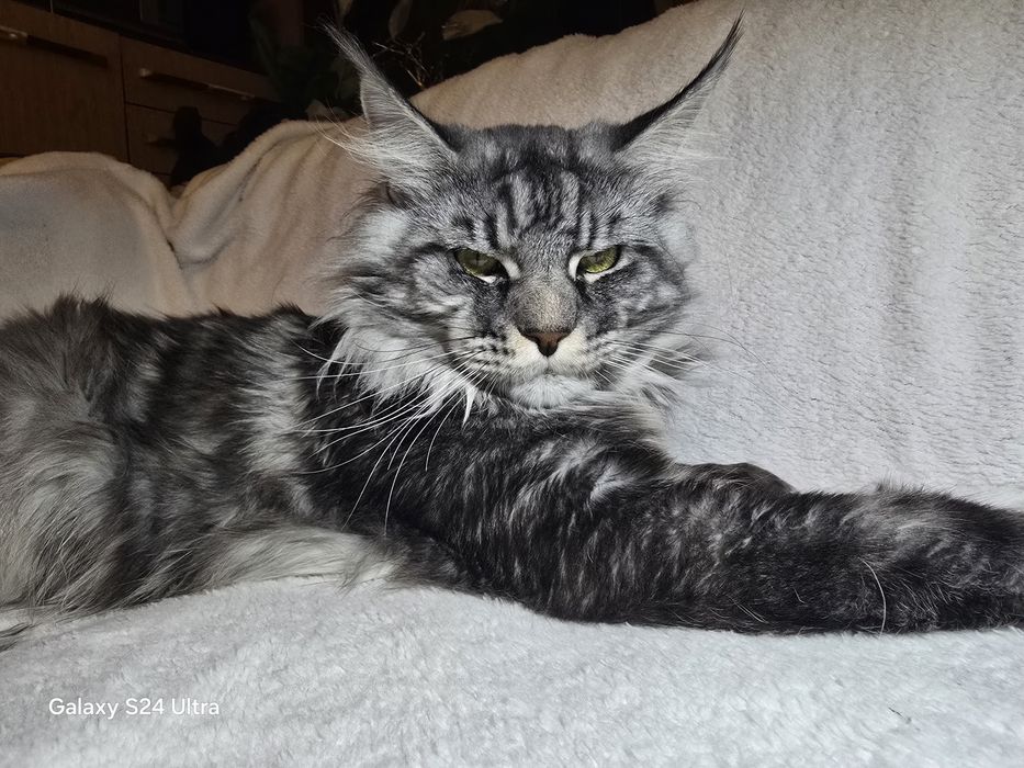 Maine coon Maine coon