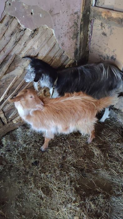 Vând 2 căprițe ș 1 țap