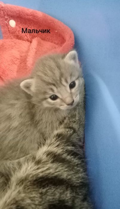 Кот и кошка, можете забронировать