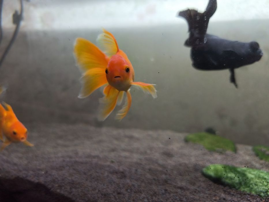 Аквариум 120 литров Aquael