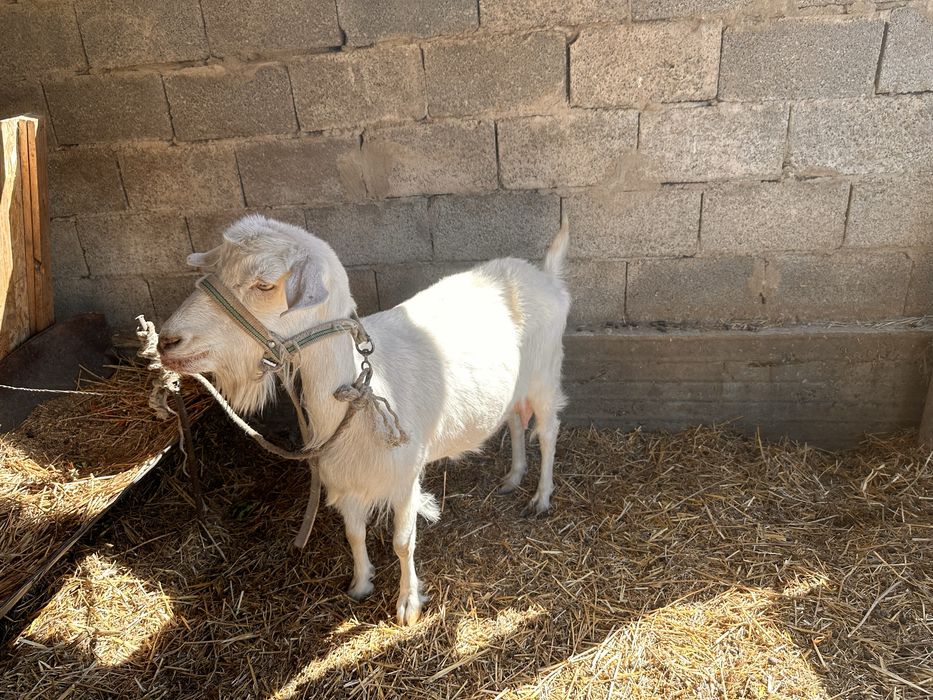 Продаю Козу и Козленка